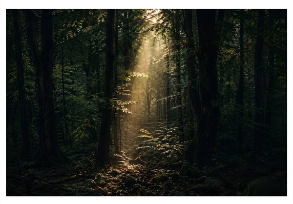 Quadro su tela – Luce del bosco tra gli alberi