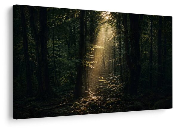 Quadro su tela – Luce del bosco tra gli alberi
