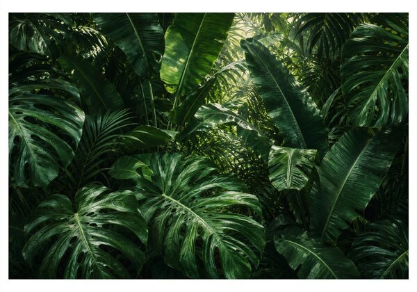 Quadro su tela – Foglie tropicali nella giungla