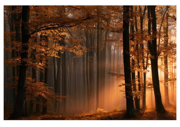 Quadro su tela – Luce dorata nel bosco