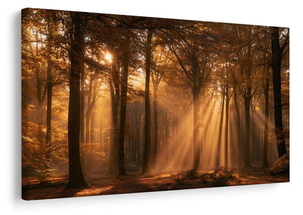 Quadro su tela – Raggi dorati nel bosco