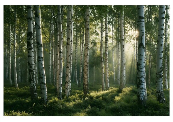 Quadro su tela – Foresta di betulle nella luce del mattino