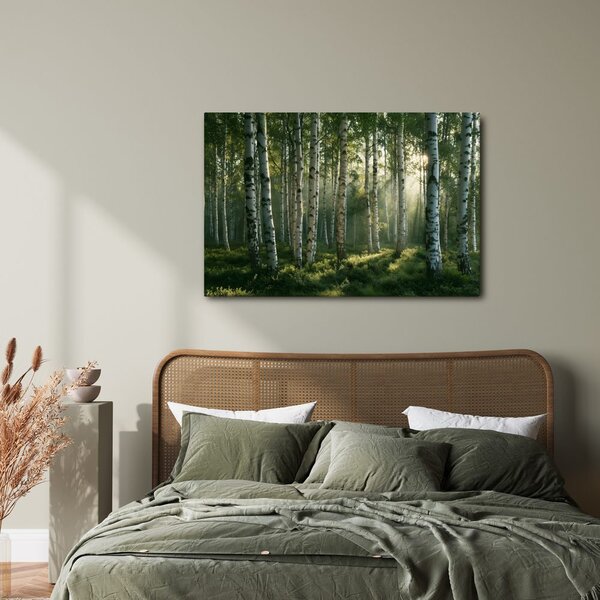 Quadro su tela – Foresta di betulle nella luce del mattino