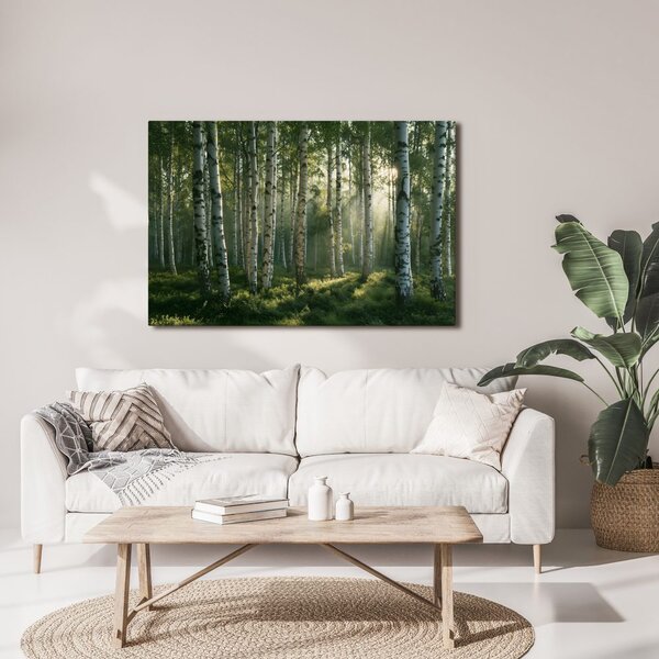 Quadro su tela – Foresta di betulle nella luce del mattino