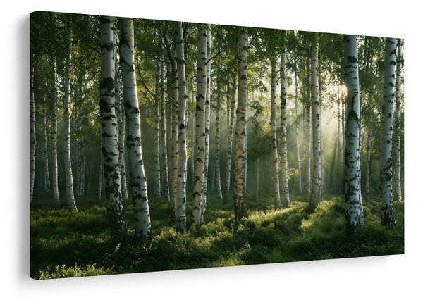 Quadro su tela – Foresta di betulle nella luce del mattino