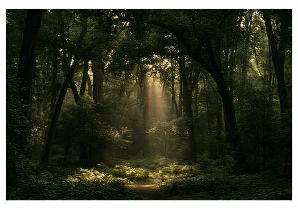 Quadro su tela – Raggi di sole nel bosco