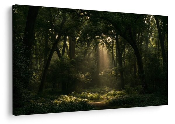 Quadro su tela – Raggi di sole nel bosco