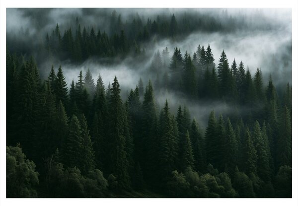 Quadro su tela – Foresta di conifere nella nebbia
