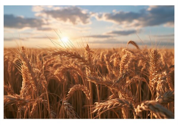 Quadro su tela – Grano dorato al tramonto