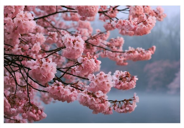 Quadro su tela – Fiori di ciliegio rosa nella nebbia