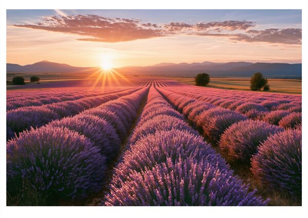 Quadro su tela – Sole sul campo di lavanda