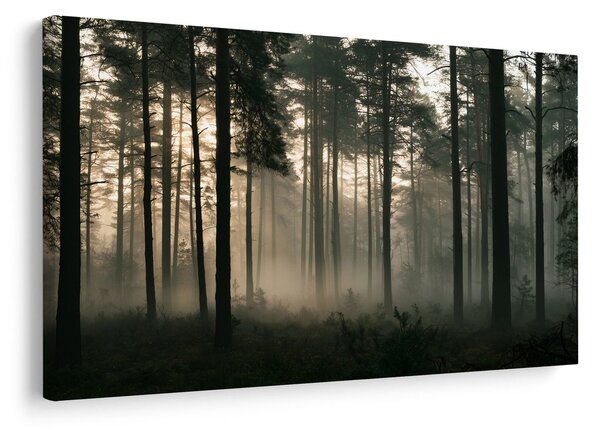Quadro su tela – Pineta nebbiosa all’alba