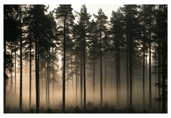 Quadro su tela – Foresta di pini nella nebbia all’alba
