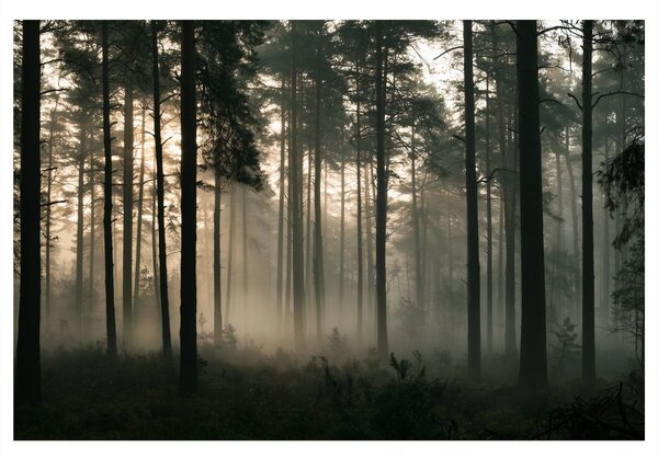 Quadro su tela – Pineta nebbiosa all’alba