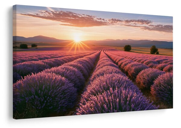 Quadro su tela – Sole sul campo di lavanda