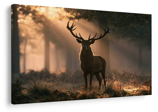 Quadro su tela – Cervo nella luce del mattino