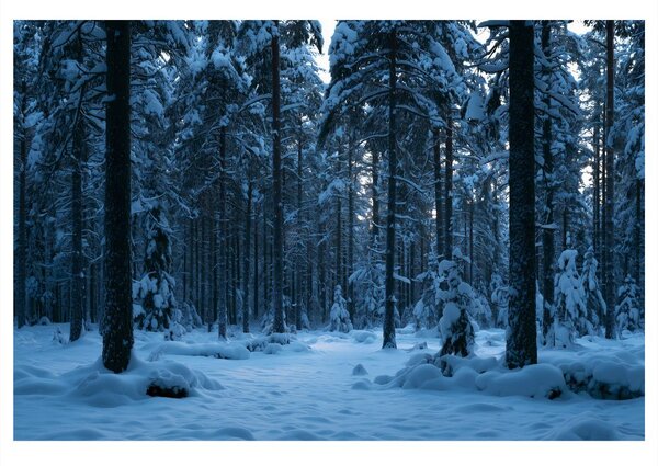 Quadro su tela – Silenzio invernale nel bosco