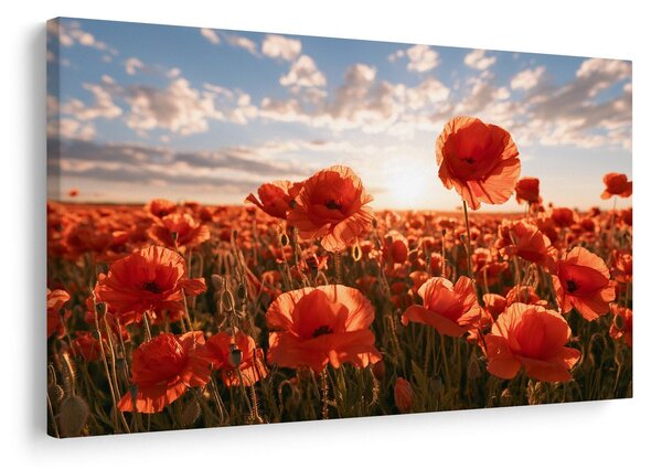 Quadro su tela – Papaveri al tramonto