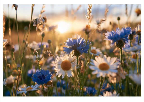 Quadro su tela – Fiori di campo al tramonto