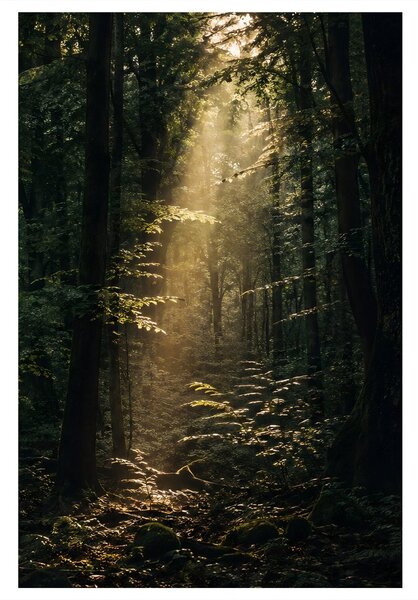 Quadro su tela – Raggi di sole nel bosco profondo