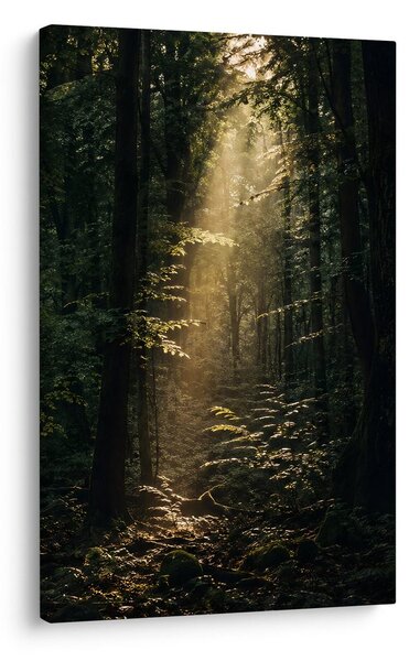 Quadro su tela – Raggi di sole nel bosco profondo