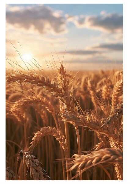 Quadro su tela – Spighe di grano nella luce serale