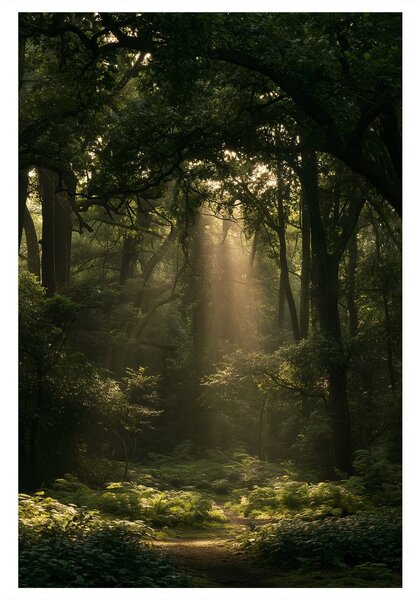 Quadro su tela – Luce misteriosa del mattino nel bosco