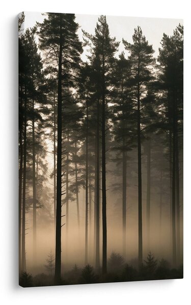 Quadro su tela – Bosco silenzioso nella nebbia mattutina