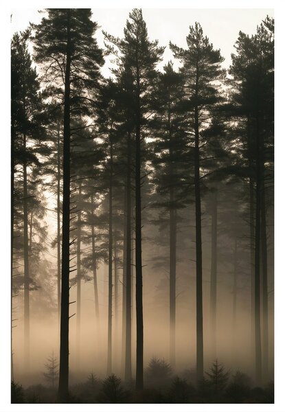 Quadro su tela – Bosco silenzioso nella nebbia mattutina