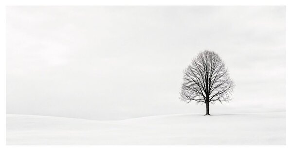 Quadro su tela – Albero della vita solitario nella neve