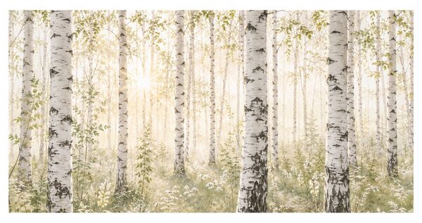 Quadro su tela – Luce del mattino tra le betulle