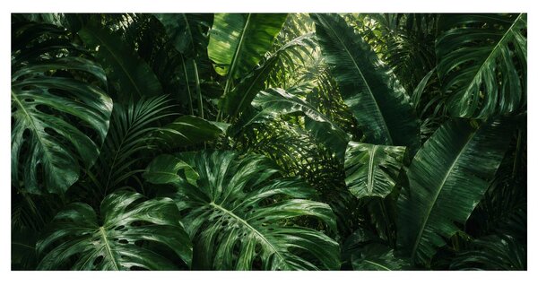 Quadro su tela – Foglie esotiche nella foresta pluviale