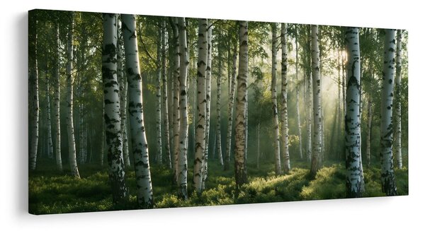 Quadro su tela – Raggi di sole tra le betulle
