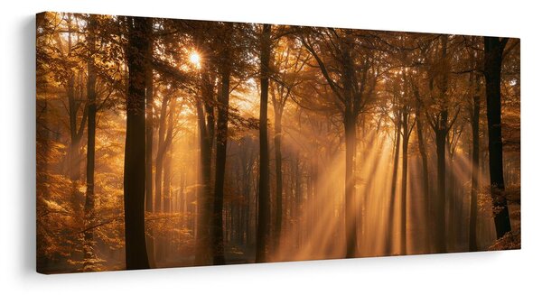 Quadro su tela – Bosco autunnale nella luce