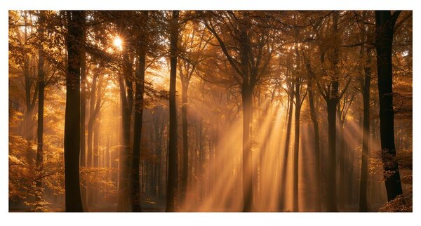 Quadro su tela – Bosco autunnale nella luce