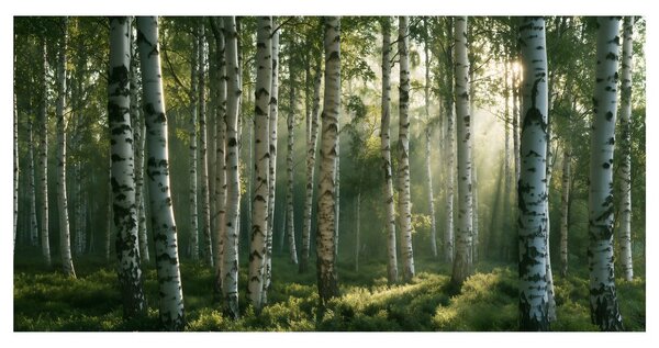 Quadro su tela – Raggi di sole tra le betulle