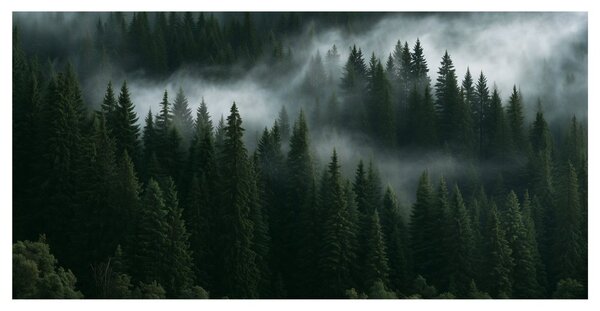 Quadro su tela – Foresta oscura avvolta dalla nebbia
