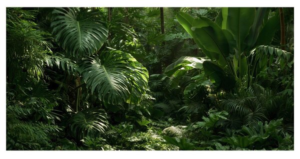 Quadro su tela – Foresta pluviale tra le foglie