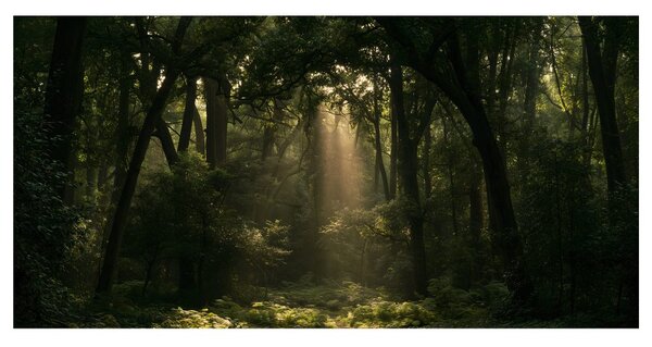 Quadro su tela – Angolo del bosco al crepuscolo