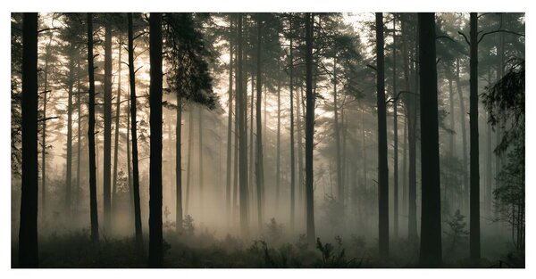 Quadro su tela – Luce mattutina silenziosa nel bosco