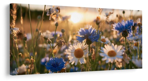 Quadro su tela – Prato estivo nella luce dorata