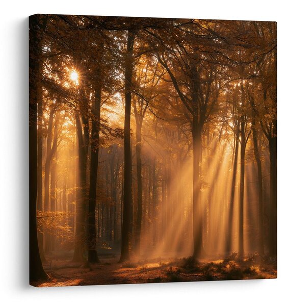 Quadro su tela – Sole tra gli alberi