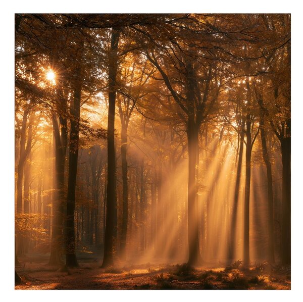 Quadro su tela – Sole tra gli alberi