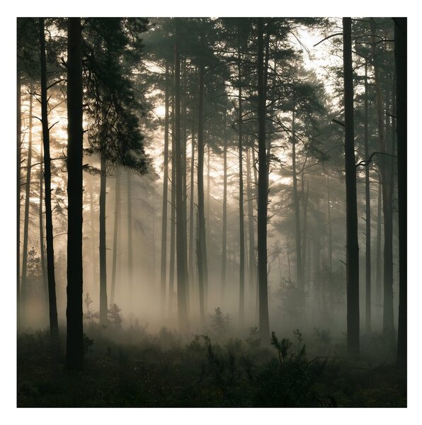 Quadro su tela – Bosco misterioso nella nebbia leggera