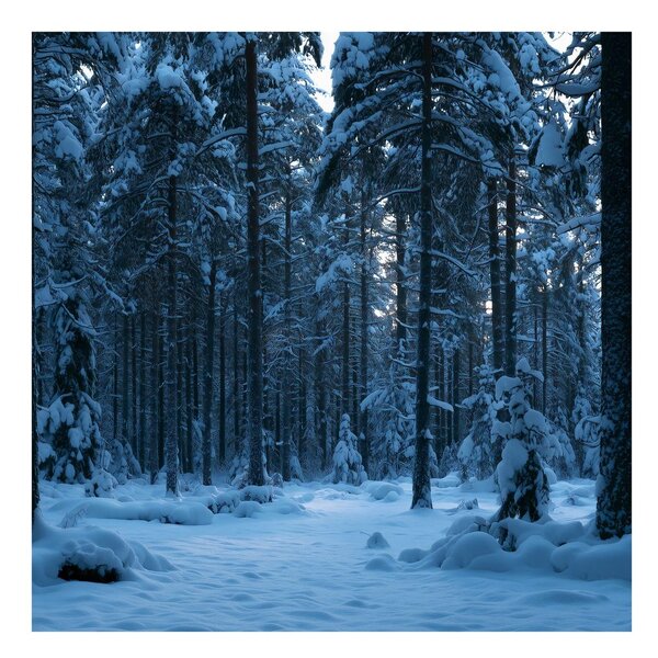 Quadro su tela – Bosco innevato nella luce blu del crepuscolo