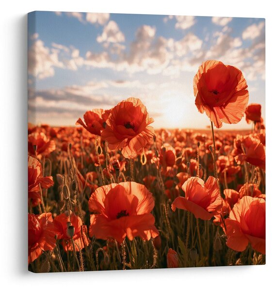 Quadro su tela – Campo di papaveri in fiore