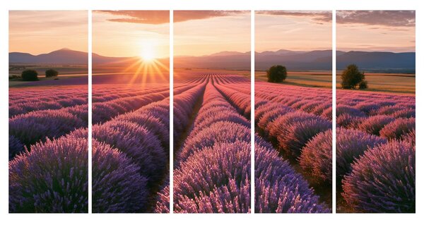 Quadri 5 pezzi – Campo di lavanda al tramonto