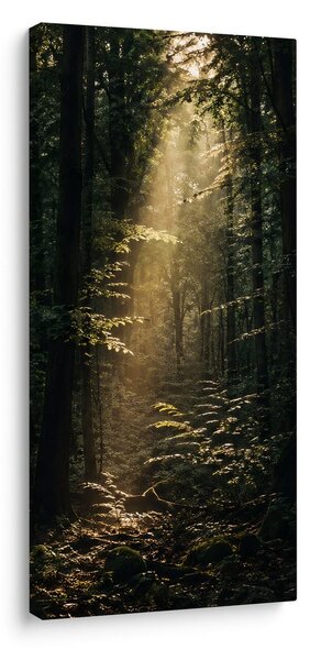 Quadro su tela – Bosco silenzioso nella luce del mattino