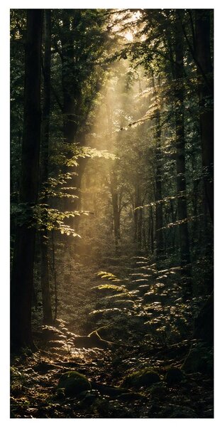 Quadro su tela – Bosco silenzioso nella luce del mattino