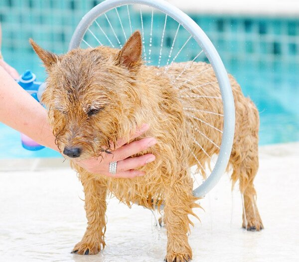 Sistema di Lavaggio per Cani Ø 31cm Wash Dog